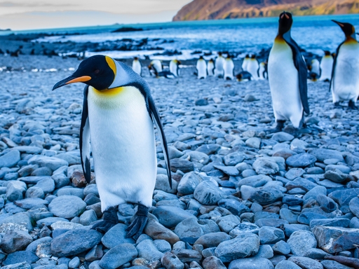 South Georgia & South Sandwich Islands