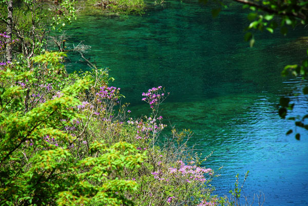Jiuzhai Valley(pic8) Jiuzhai Valley,the Best Place to Experience Chinas Nature(pic8)
