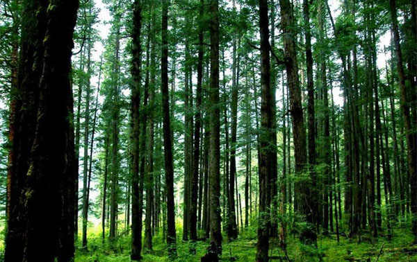 Jiuzhai Valley(pic7) Jiuzhai Valley,the Best Place to Experience Chinas Nature(pic7)