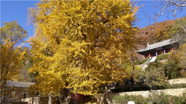Mount Tai :Yuquan Temple Scenic Area(pic2) Mount Tai :Yuquan Temple Scenic Area(pic2)