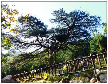 Mount Tai :Yuquan Temple Scenic Area(pic4) Mount Tai :Yuquan Temple Scenic Area(pic4)